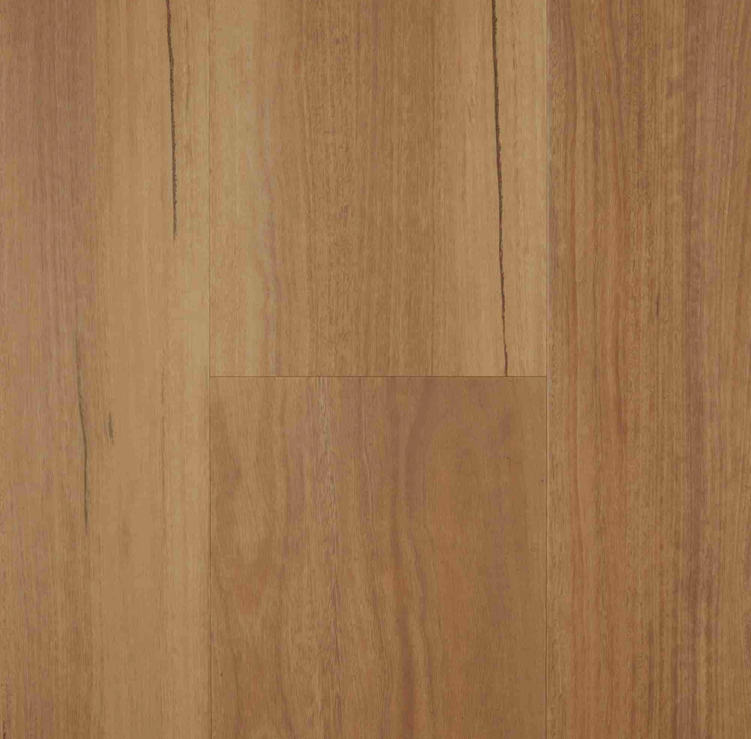 VU2-COASTAL SPOTTED GUM