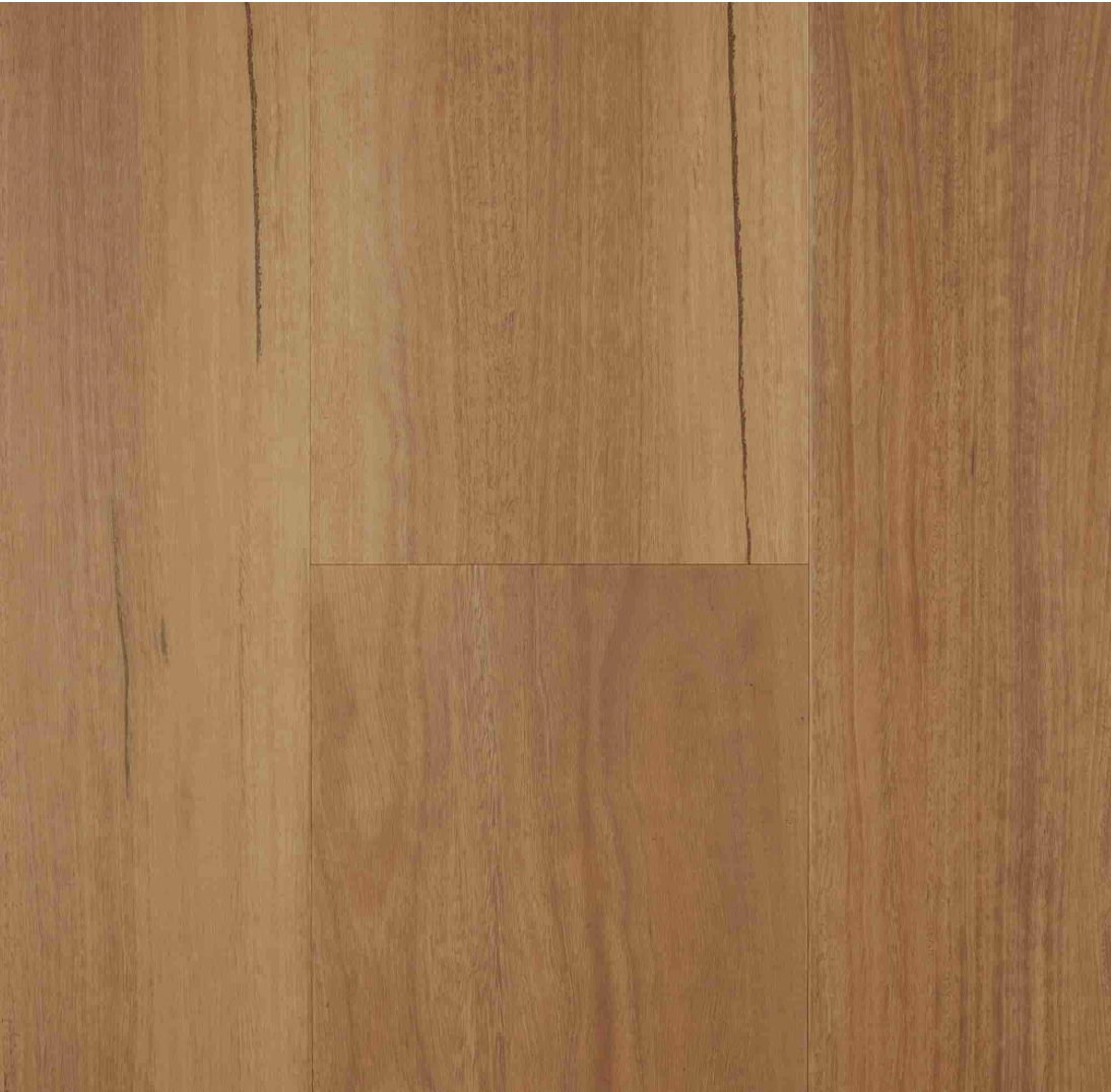 VU4-Coastal Spotted Gum